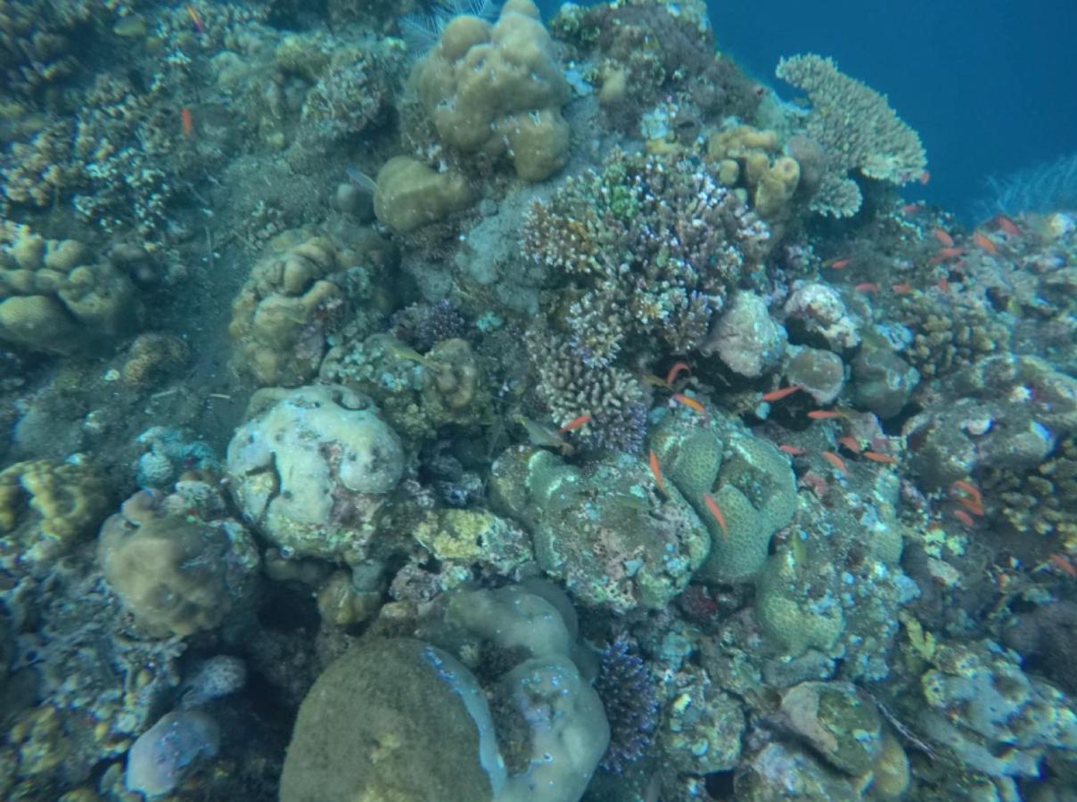 Bali Segara Lestari Oceanfront Villas Tejakula Esterno foto